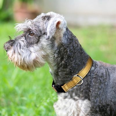 Verstellbares Nylon-Reflexions-Hundehalsband und Leine mit weichem Polster Neopren