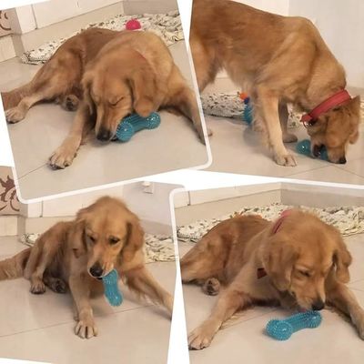Hundeweiches Kauspielzeug Langlebige TPR-Knochenform für interaktives Training und Zahnreinigung