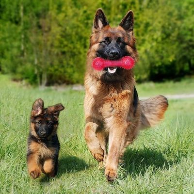 Hundeweiches Kauspielzeug Langlebige TPR-Knochenform für interaktives Training und Zahnreinigung