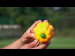 TPR Pumpkin Ball Shake macht Kichern Interaktives Hunde-Spielzeug für Herding und Training