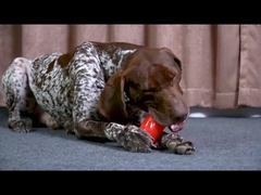 Schrillende Haustier-Hunde-Kauspielzeug Hart und langlebig für aggressive Kauer